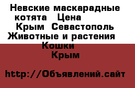 Невские маскарадные котята › Цена ­ 5 000 - Крым, Севастополь Животные и растения » Кошки   . Крым